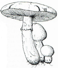 Agarics